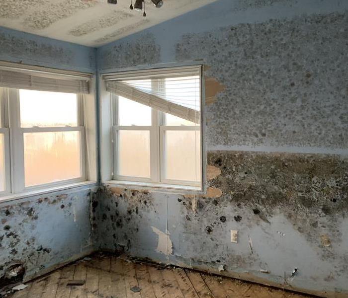 mold removal and mold remediation, commercial cleaning